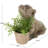 Cole And Grey 1 Piece Resin Textured Dog Planter With Antique Pot Set
