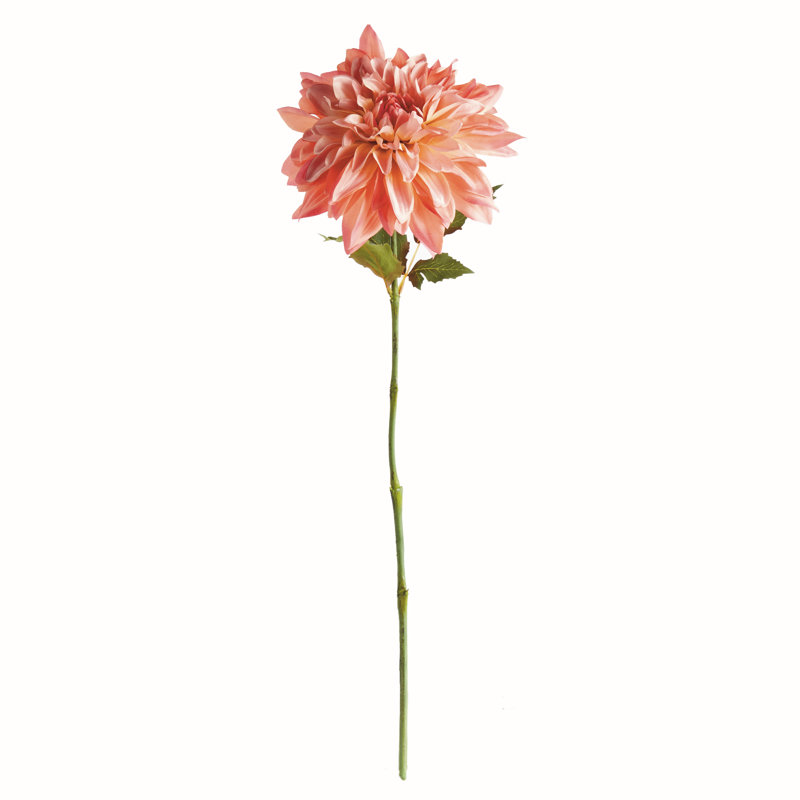 TIGE DAHLIA 28 po, Rose foncé