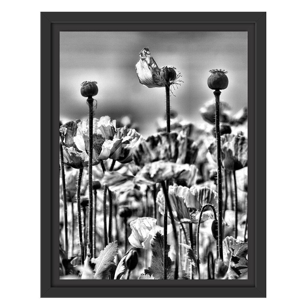 Gerahmtes Wandbild Blumenwiese Mohnblumen