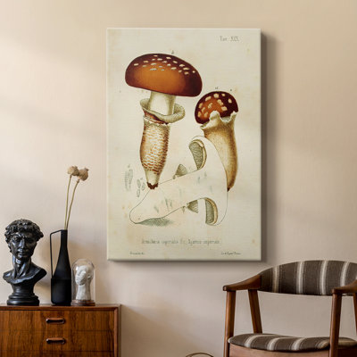 Variétés de champignons III - galerie Cavas sur mesure