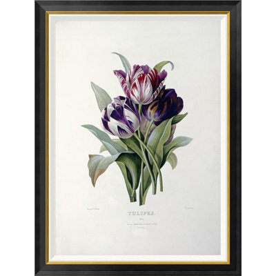 " Tulips " by Pierre Joseph Redoute