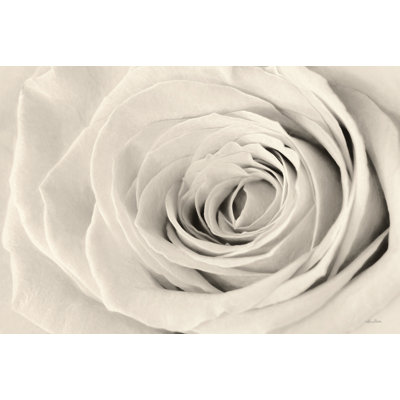 «Cream Rose» par Lori Deiter, reproduction sur toile tendue