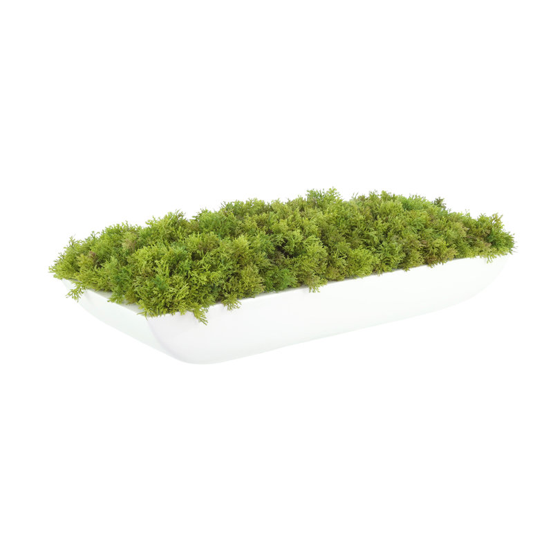 Moss 6" Artificial in Fiberstone Planter, White, 6"H x 22"W x 7"D