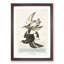 Flying Sandpiper Birds by John Audubon - Framed Print-55620912-55620916