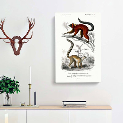 Lemur Illustrations by Charles D Orbigny - Wrapped Canvas