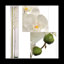 Massives orchidées phalaenopsis-1740947597