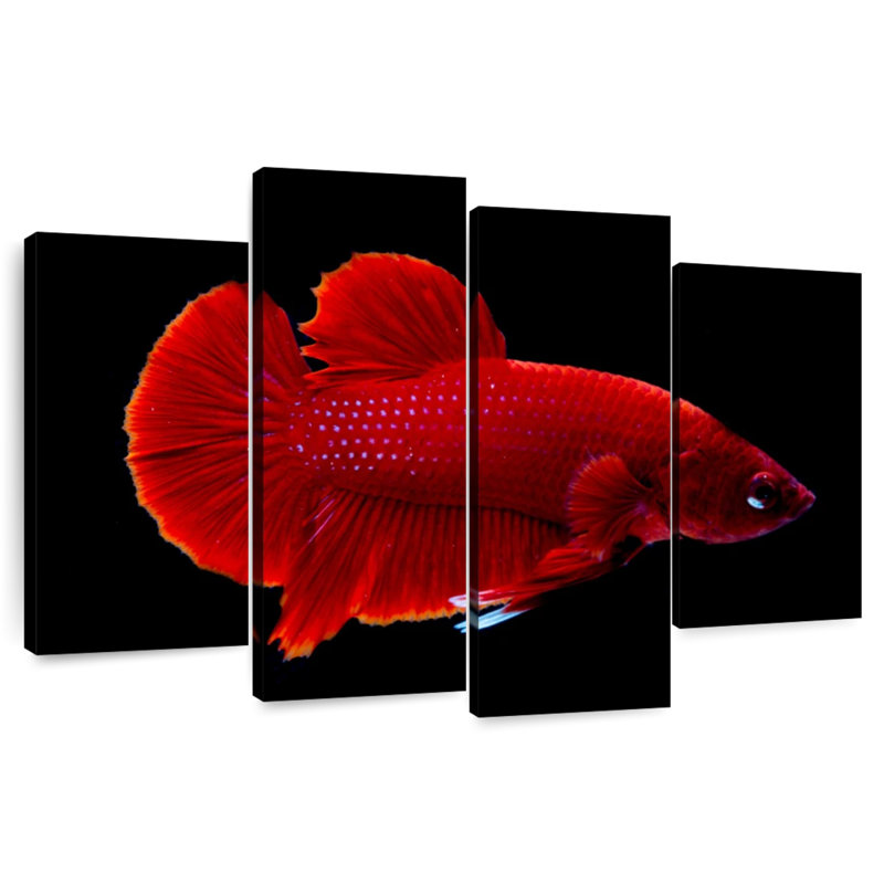 Brampt Vibrant Red Betta, 27" H x 43" W