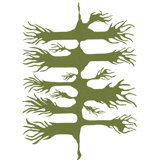 Wild Root Print by Trish Sierer