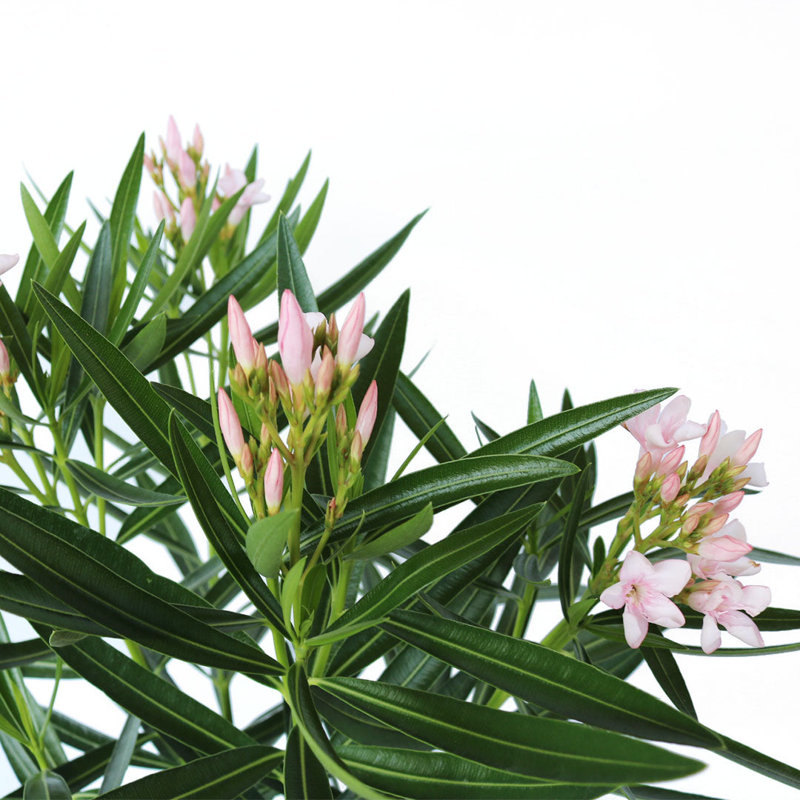 Petite Pink Dwarf Oleander Flowering Shrub in 10-Inch Pot