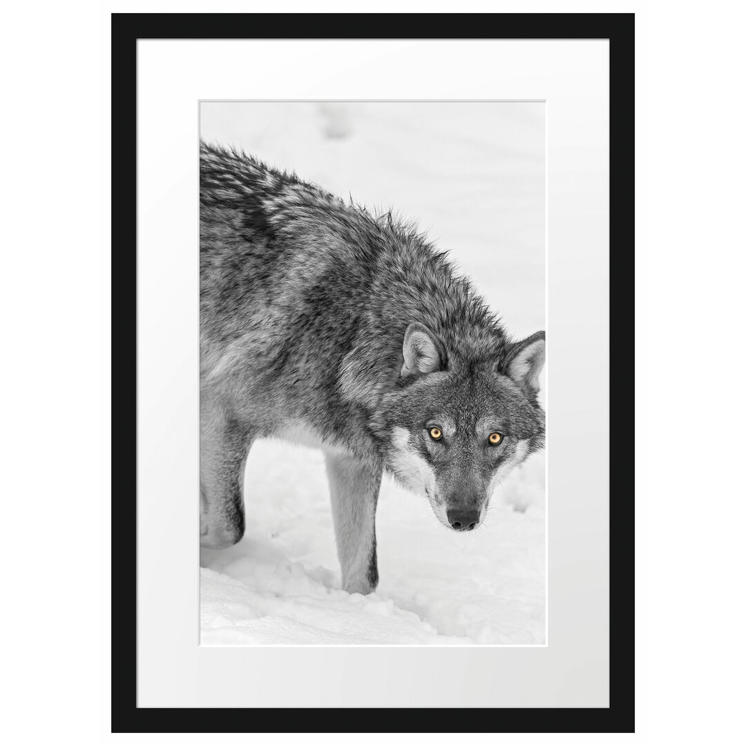 Gerahmtes Poster Einsamer Wolf im Schnee