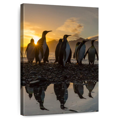 Pingouins au lever du soleil