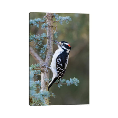 " Hairy Woodpecker (Picoides Villosus) Male On Blue Atlas Cedar, Marion County, Illinois " by Richard And Susan Day