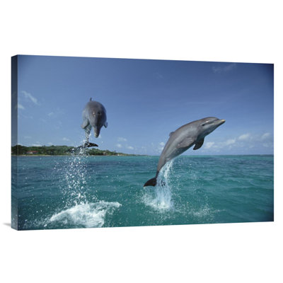 " Honduras 'Bottlenose Dolphin Pair Leaping' "