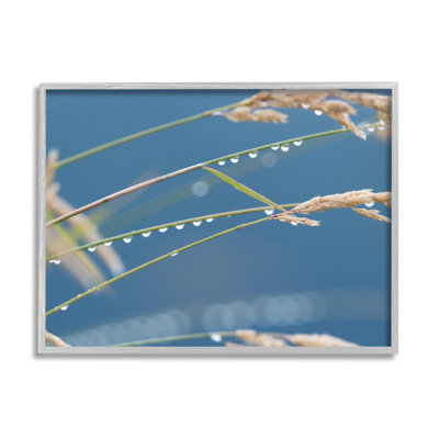«Rain Drops Off Tall Grass Nature» par Nancy Crowell - photographie