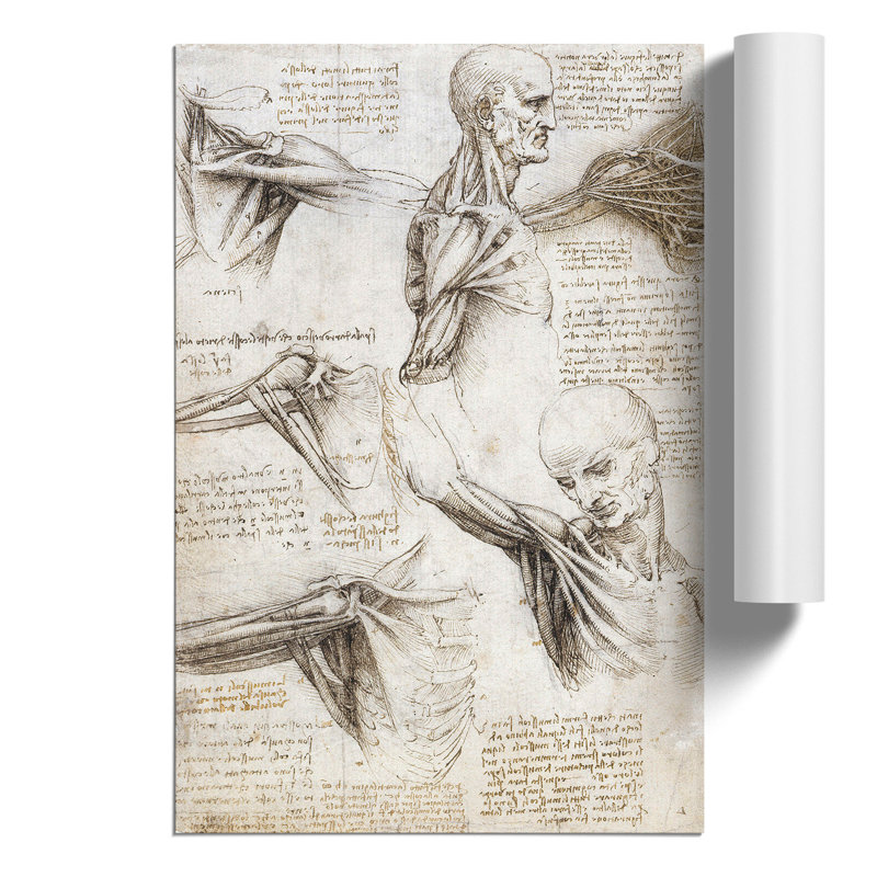 Human Anatomy Vol.3 by Leonardo Da Vinci - No Frame Print, 30cm H x 21cm W x 0.1cm D