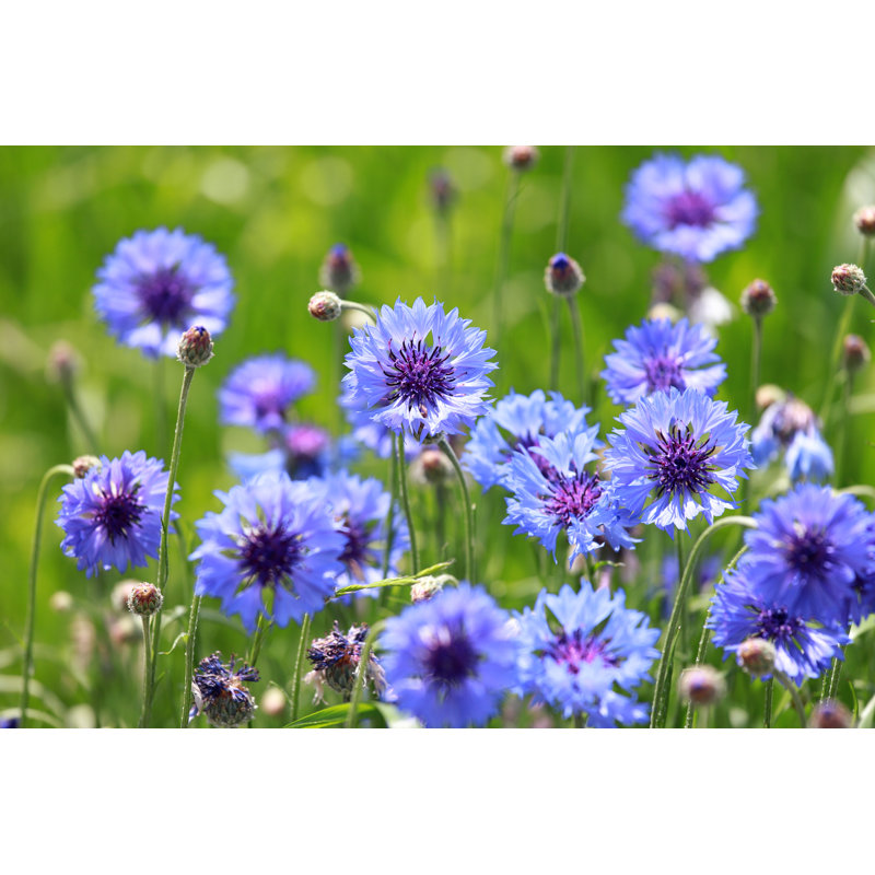 Centaurea Cyanus - Wrapped Canvas Print, 81.28cm H x 121.92cm W
