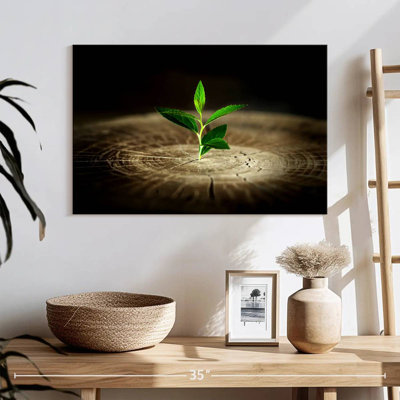 Harnek plante sur souche