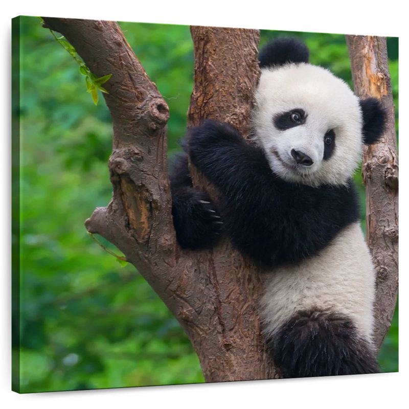 Brampt Adorable Panda, 16" H x 16" W