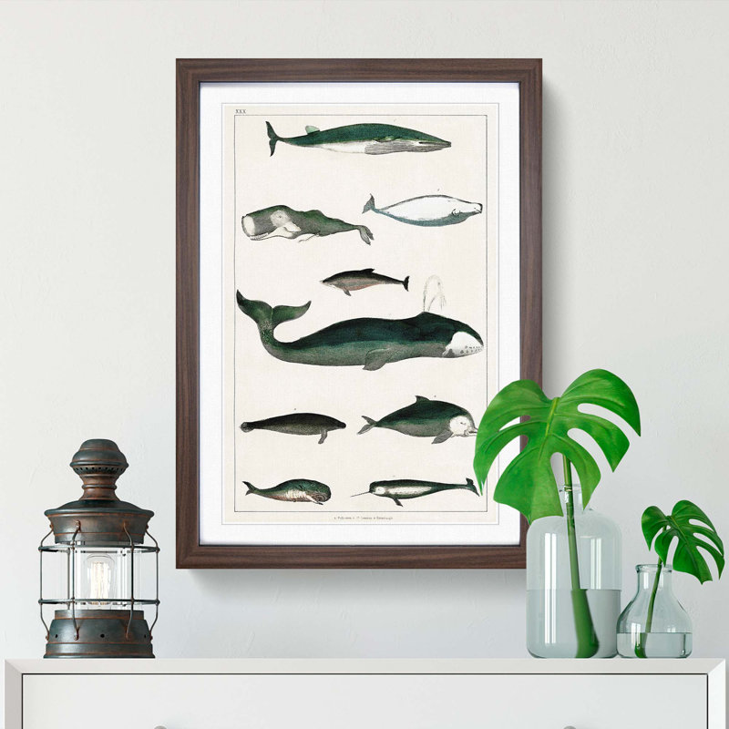 Various Whales XXX by Oliver Goldsmith - Picture Frame Painting Print, Walnut Framed, 36cm H x 48cm W x 2cm D