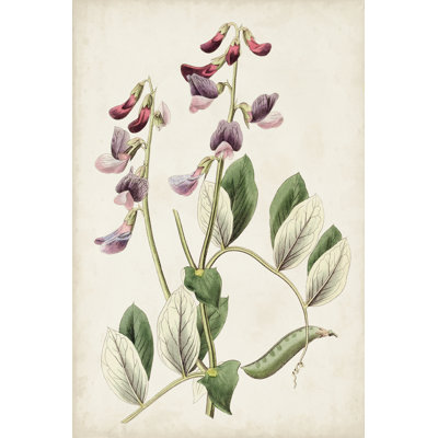 Antique Botanical Collection I by Ridgeway - Art Prints