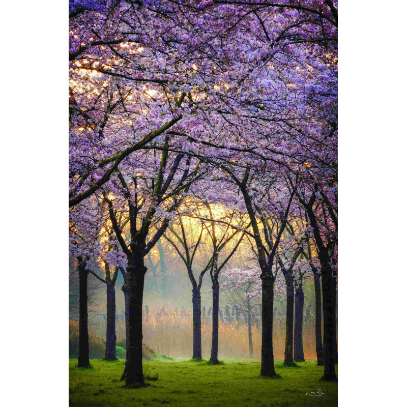 " Cherry Trees At Sunrise ", 18" H x 12" W, No, Wrapped Canvas