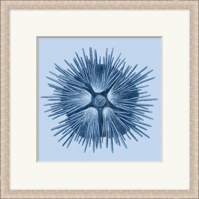 Sea Specimin 1 Print