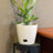 Bamboo Blooms Self-Watering 3-Piece Planter Set – 10, 7 & 5 inch Round Assorted Colors & Designs