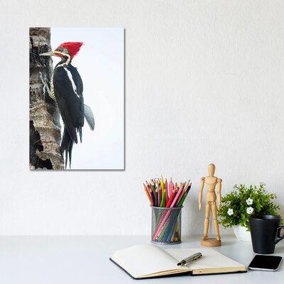 Pantanal, Mato Grosso, Brazil. Male Lineated Woodpecker Clinging To A Tree Trunk. by Janet Horton - Wrapped Canvas Gallery-Wrapped Canvas GiclÃ©e -  East Urban Home, 12D633BCD06A4840A6D45D09D1D88206