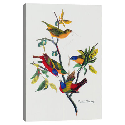 « painted bunting », impression sur toile