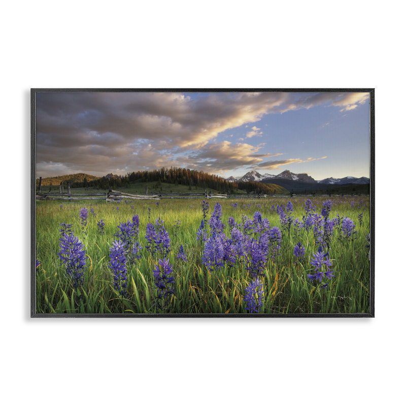  Lavande Bloom Meadows, estampe numérique par Alan Majchrowicz, H 12 po x l 18 po, Giclée encadrée noir minuit