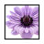 Impression sur toile pâle lilas anemone-72119636-72119631-32497755