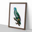 Saint Lucia Smazon Parrot by F. Levaillant - Picture Frame Painting Print-55613218-55613219