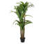 Faux arbre Dracaena de 59 po