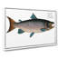 Male Salmon Fish by M.E. Bloch - Wrapped Canvas Print-55308252