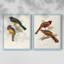 ElegantTrogonsIII-Premium Framed Print -Ready to Hang - No Nails Required - No Nails Required-603297196-603297185