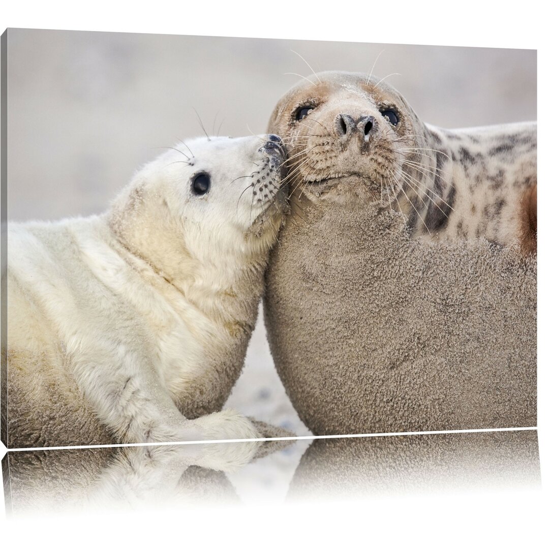 Kuschelnde Robben Fotodruck auf Leinwand