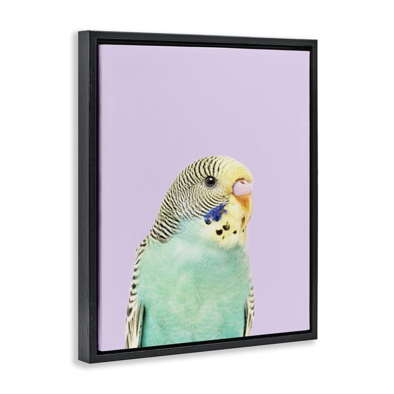 "Pastel Budgie Bird", art mural sur toile flottante par Sissi et Seb, Cadre flottant noir de jais, H 21 po x l 17 po