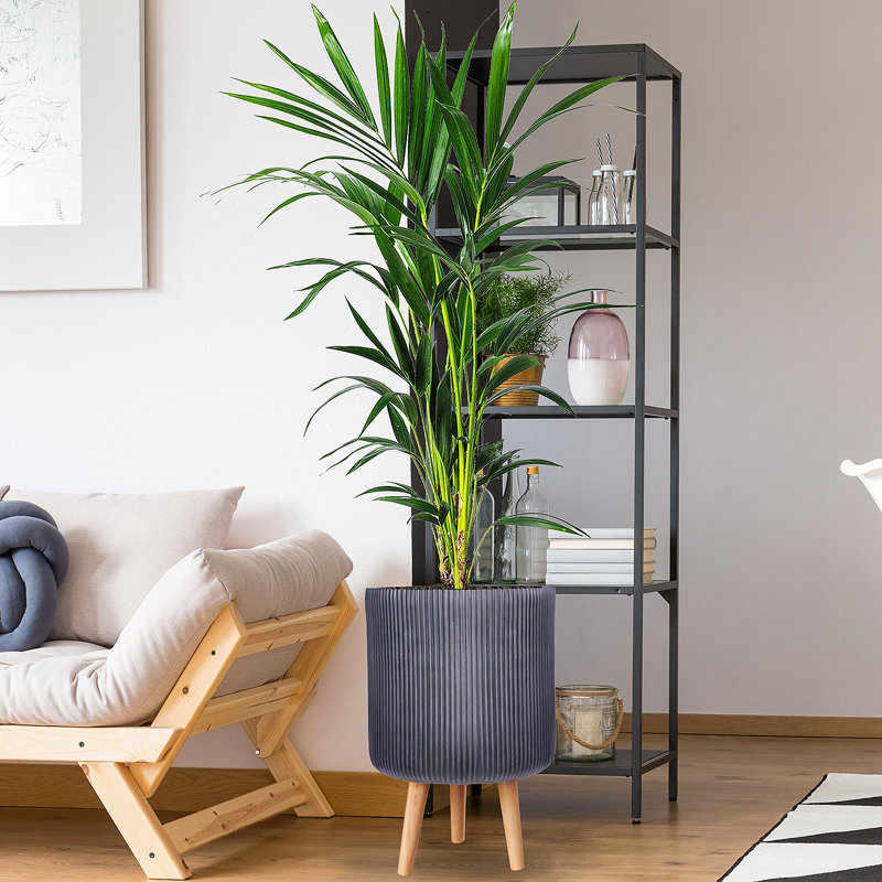 Concrete Effect Cylinder Round Planter on Hardwood Legs, Round Indoor Plant Pot Stand for Indoor Plants, Indoor Flower Pot with Ribbed Pattern