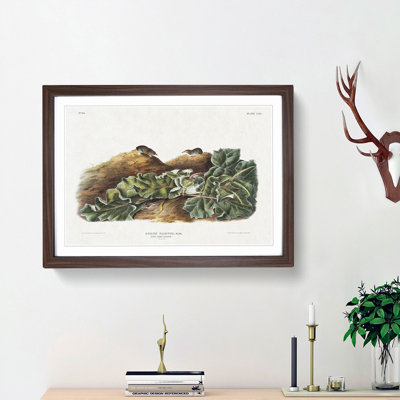 Least Shrew by J.W. Audubon - Picture Frame Painting Print
