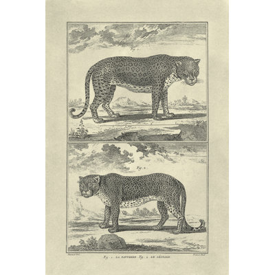 Panther & Leopard - Wrapped Canvas Print