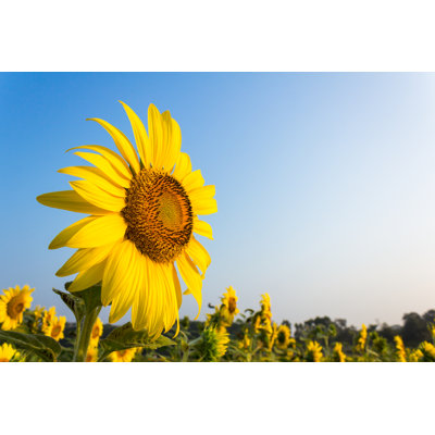 Sunflower - Wrapped Canvas Print