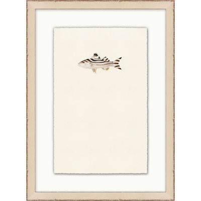 Petite Fish 1 Framed Watercolour Painting Print