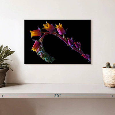 Harnek Succulent Flowers Stalk
