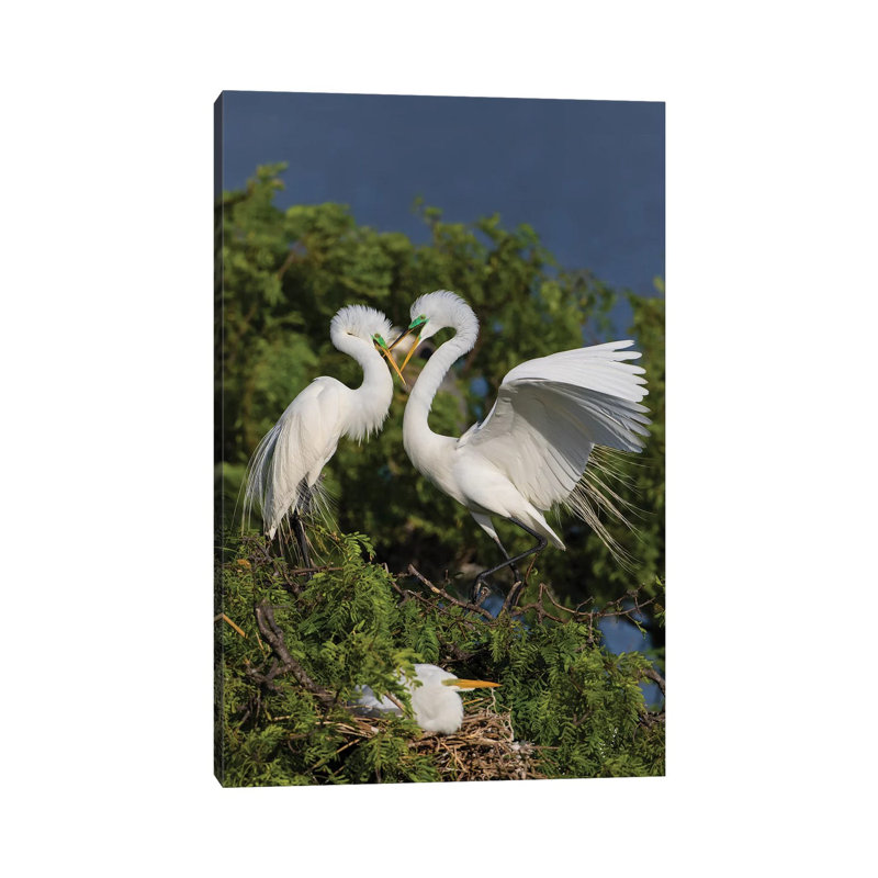 Great Egret Landing At Nest by Larry Ditto - Wrapped Canvas Gallery-Wrapped Canvas Giclée