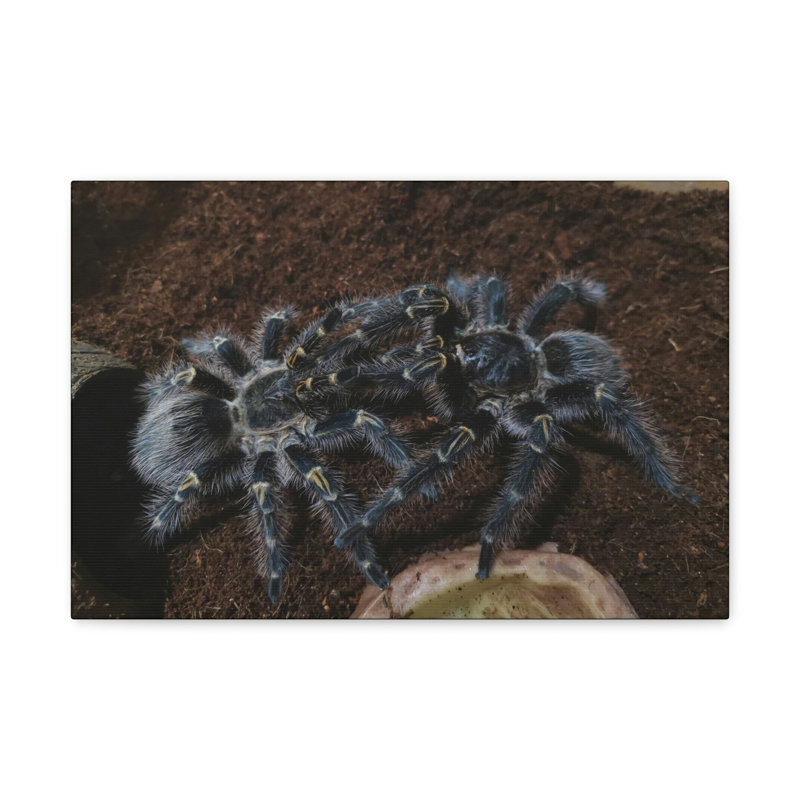 No Frame Print on Canvas, 27.94cm H x 35.56cm W