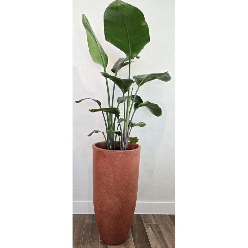  White Large, Terracotta, 34" H x 16" W x 16" D