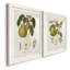 Vintage Pears I Premium encadré mat - prêt à être accroché-715839851-715839852