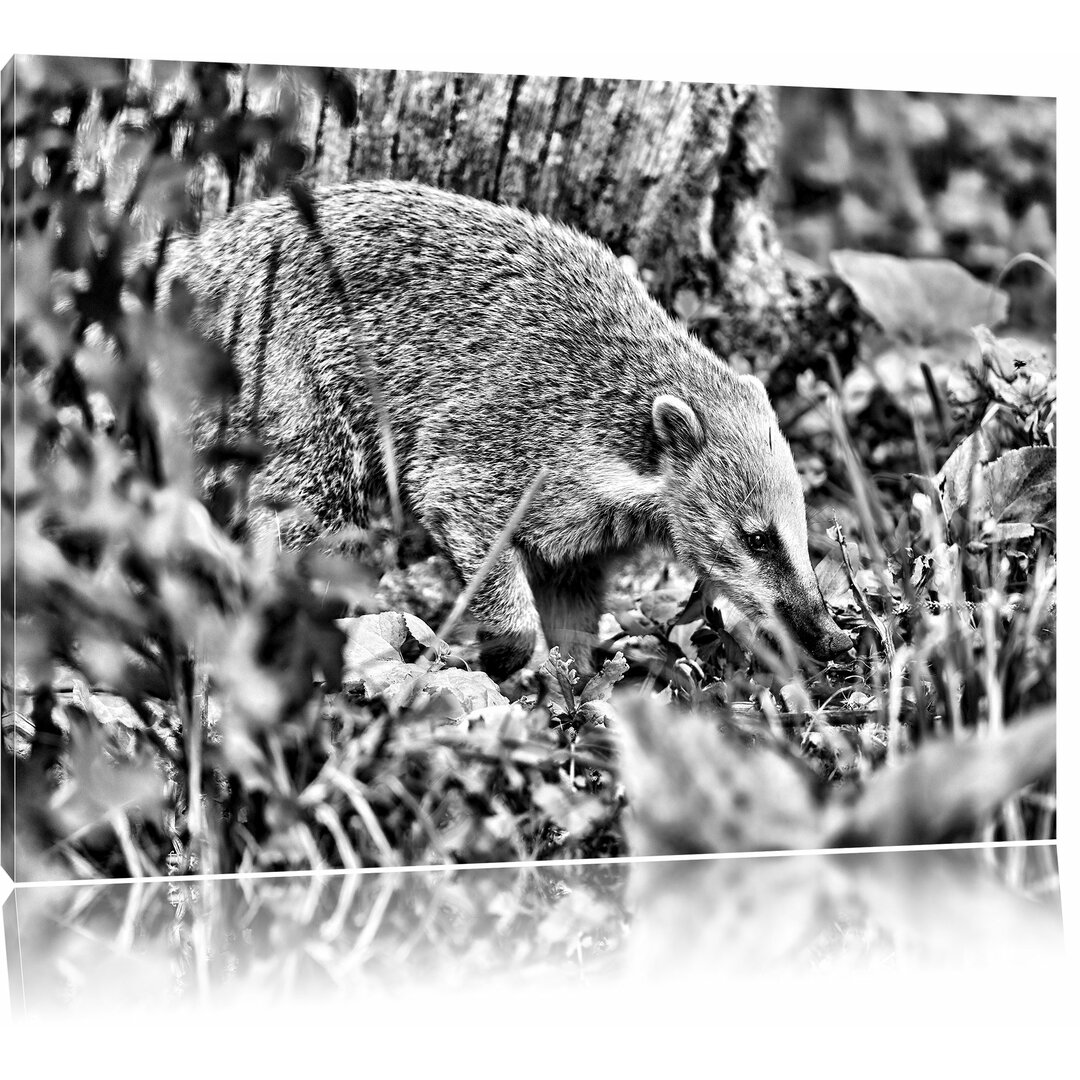 Leinwandbild Nasenbär sucht nach Nahrung in Monochrom