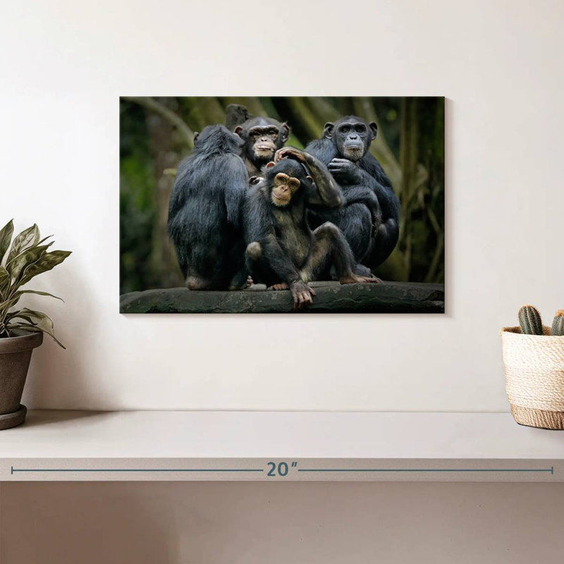 Crowle Chimps And Bonobos