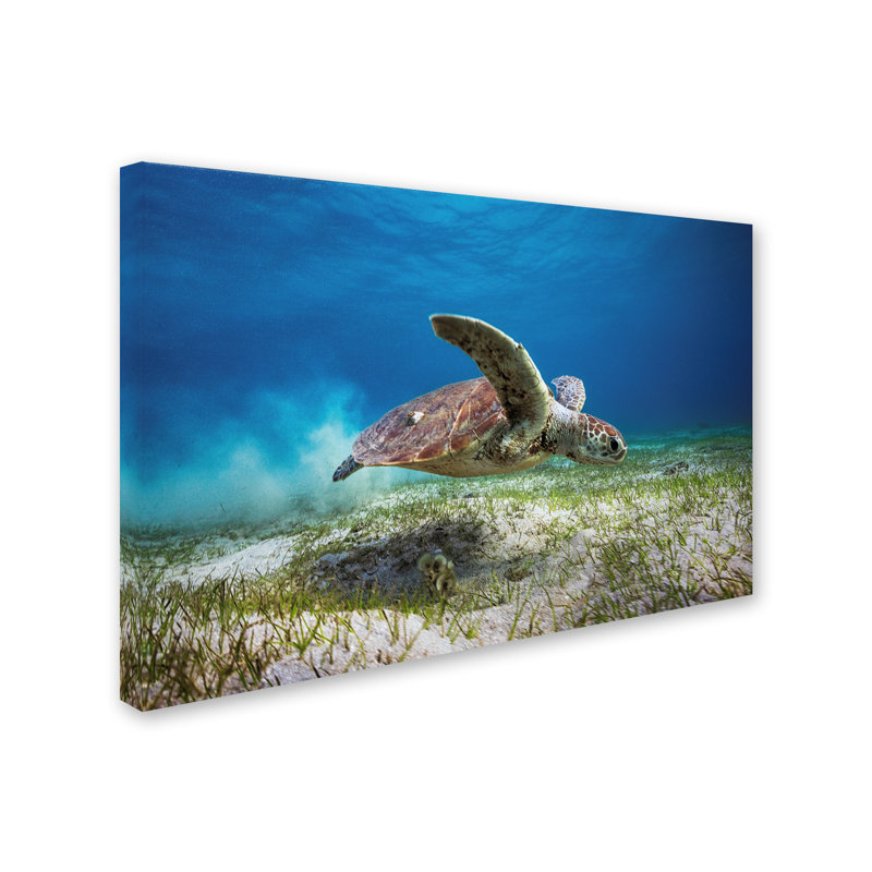 « take off », reproduction de photo sur toile tendue, H 12 po x l 19 po
